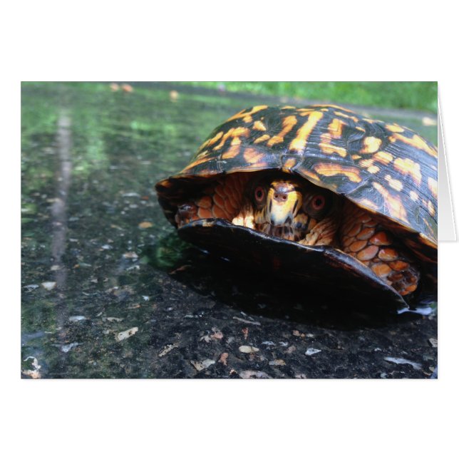 Tortue (Devant horizontal)