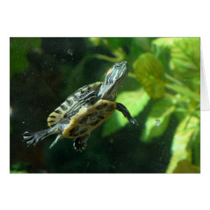 Tortue à glissière rouge