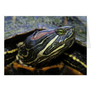 Tortue à oreilles rouges, Trachemys scripta elegan