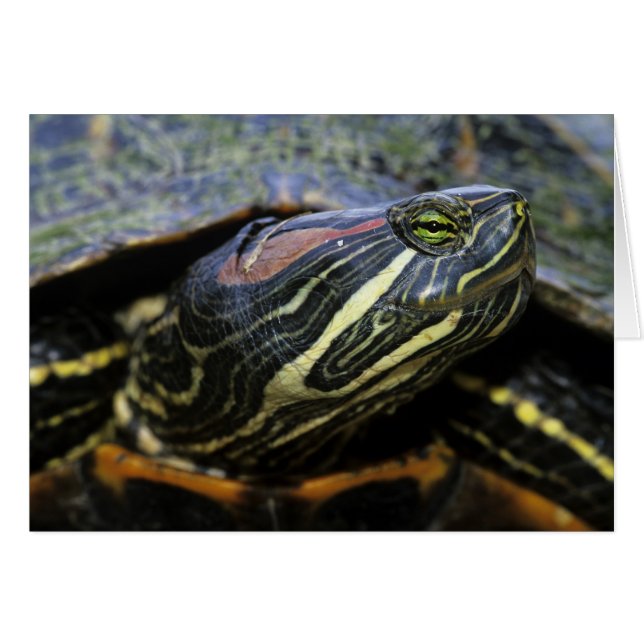 Tortue à oreilles rouges, Trachemys scripta elegan (Devant horizontal)