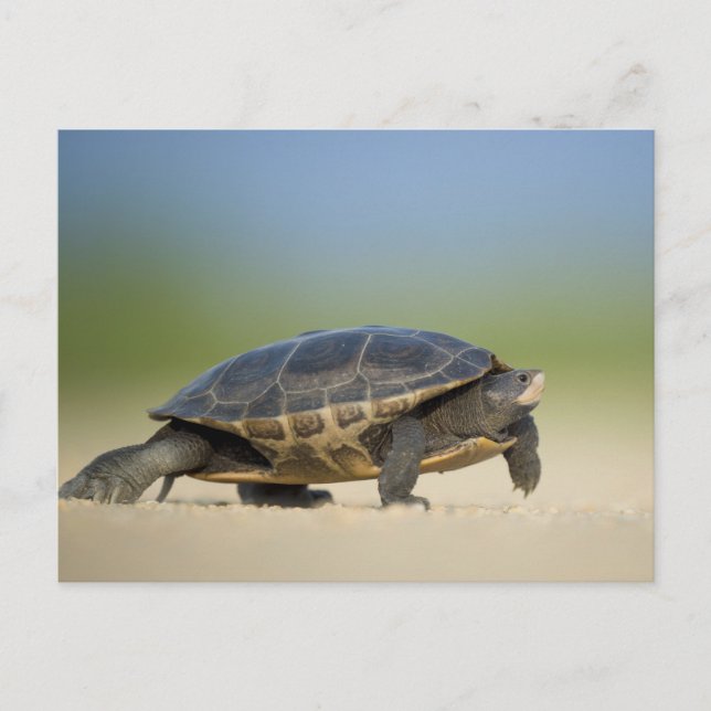 Tortue / Amphibien / Reptile Closeup Carte postale (Devant)