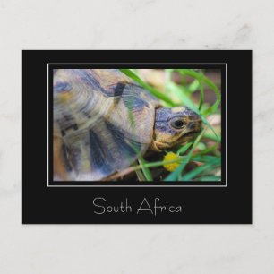 Tortue angulée Afrique du Sud Carte postale de la