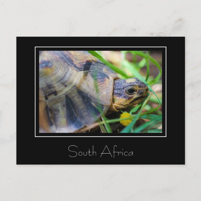 Tortue angulée Afrique du Sud Carte postale de la  (Devant)