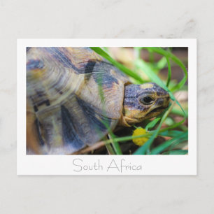Tortue angulée Afrique du Sud Carte postale de la
