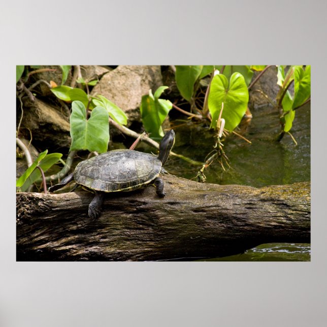 Tortue assise sur une affiche (Devant)