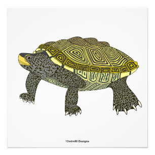 Tortue (blanche) - Impression photo