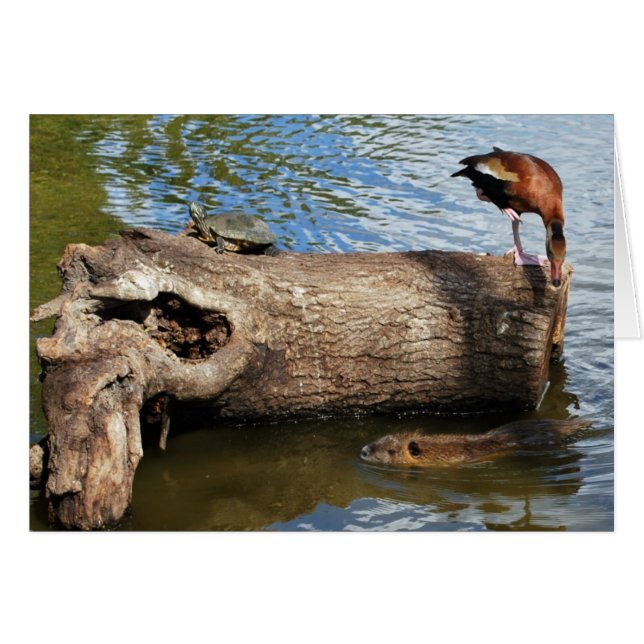 Tortue, canard et éléments nutritifs (Devant Horizontal)