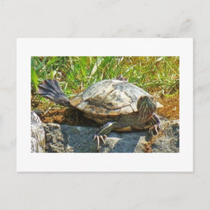 Tortue dansante - Carte postale