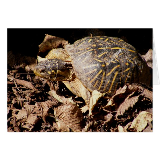 Tortue de boîte fleurie (Devant horizontal)