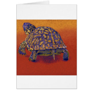 Tortue de boîte, tortue