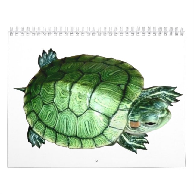 Tortue de calendrier (Protection)