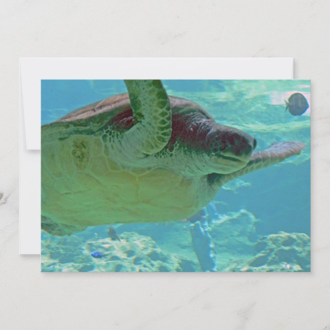 Tortue de mer (Devant)