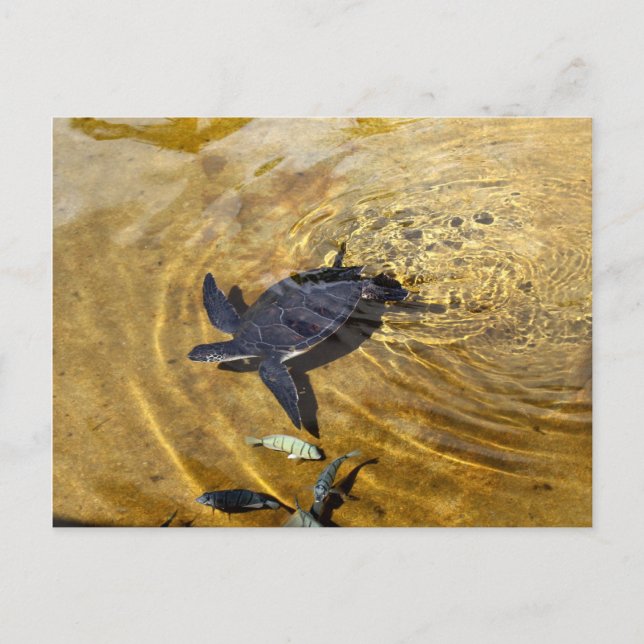 Tortue de mer dans les eaux d'or Carte postale (Devant)