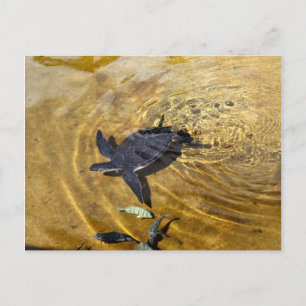 Tortue de mer en Golden Watts Carte postale