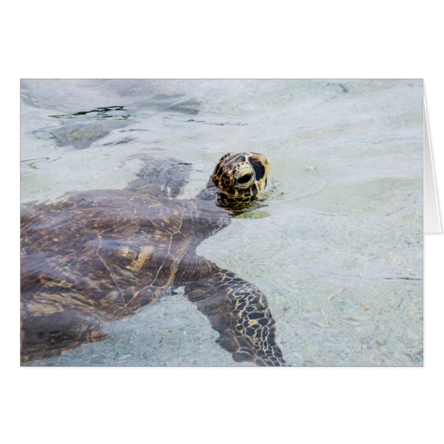 Tortue de mer hawaïenne de Honu - tortues d'Hawaï (Devant Horizontal)
