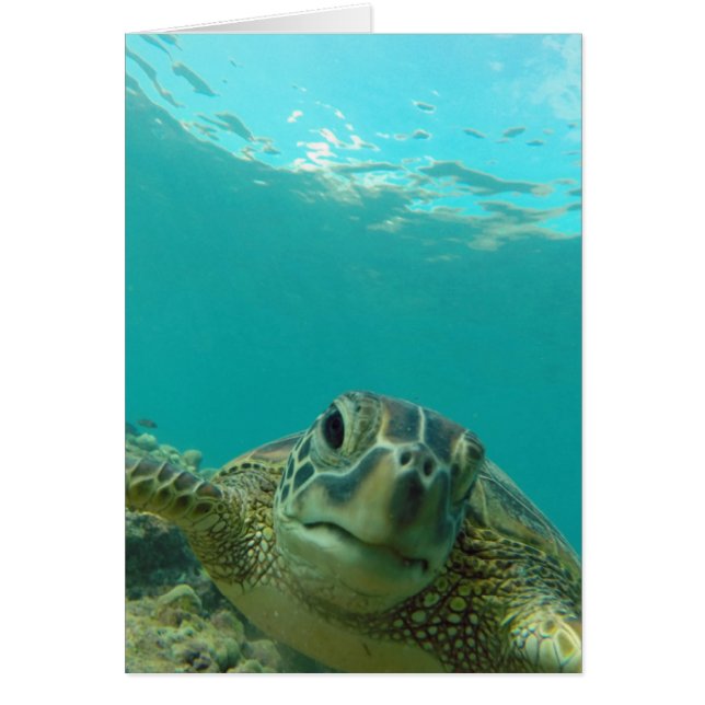 Tortue de mer verte (Devant)