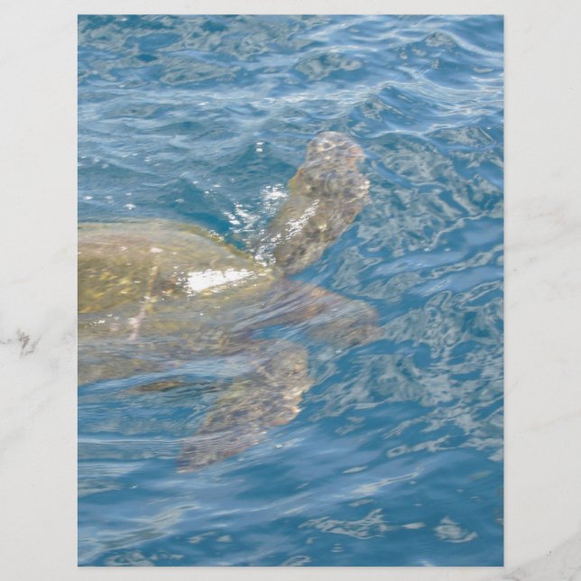 Tortue de mer verte - Hawaii Honu (Devant)