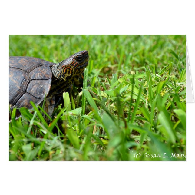 tortue en bois ornée à l'air droit (Devant Horizontal)