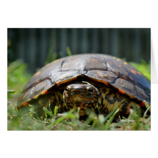 Tortue en bois ornée à son niveau dans l'herbe