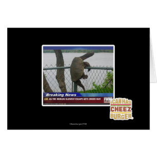 Tortue en voie de disparition