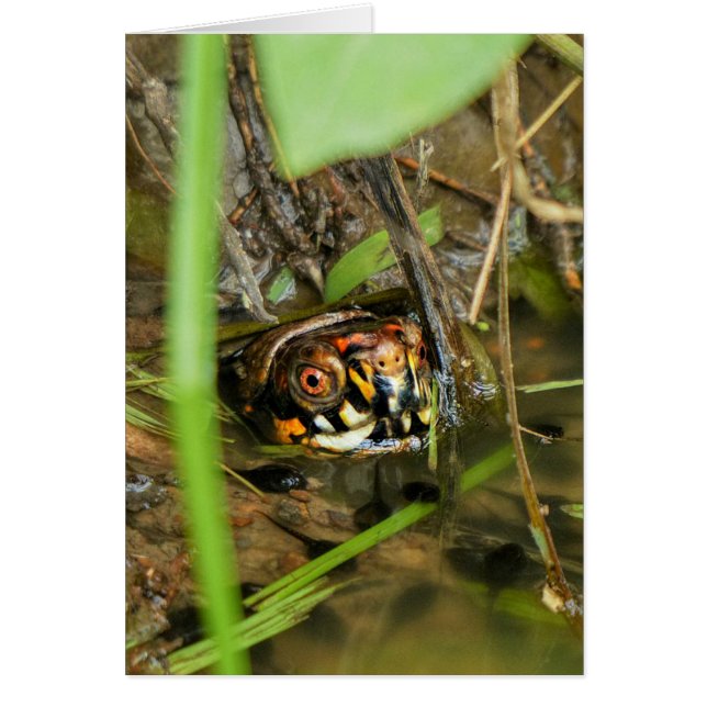 Tortue et têtards (Devant)