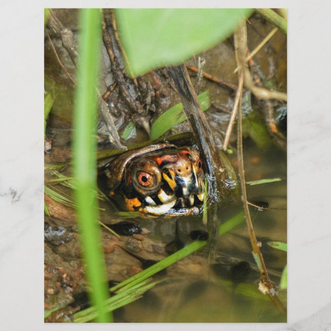 Tortue et têtards (Devant)
