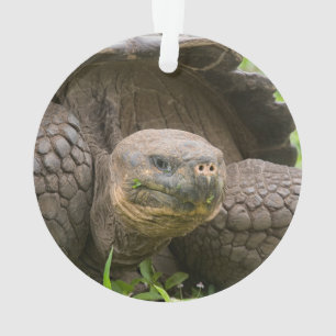 Tortue géante