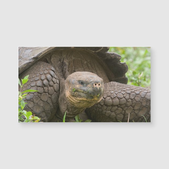 Tortue géante (Devant)