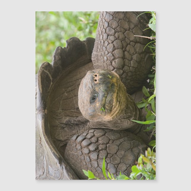 Tortue géante (Devant)