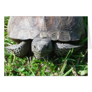 Tortue gopher dans l'herbe