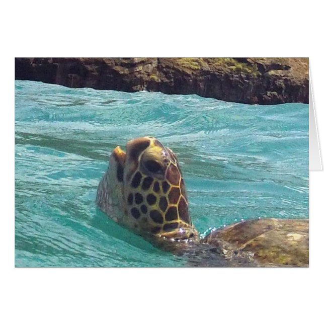 Tortue Hawaii Honu (Devant horizontal)