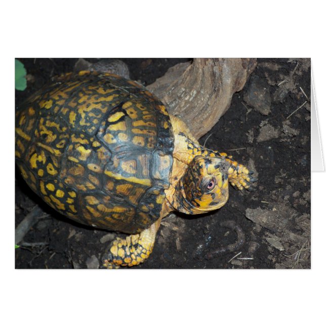 Tortue jaune (Devant horizontal)