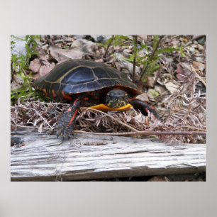 Tortue peinte classée par affiche de toile sur la