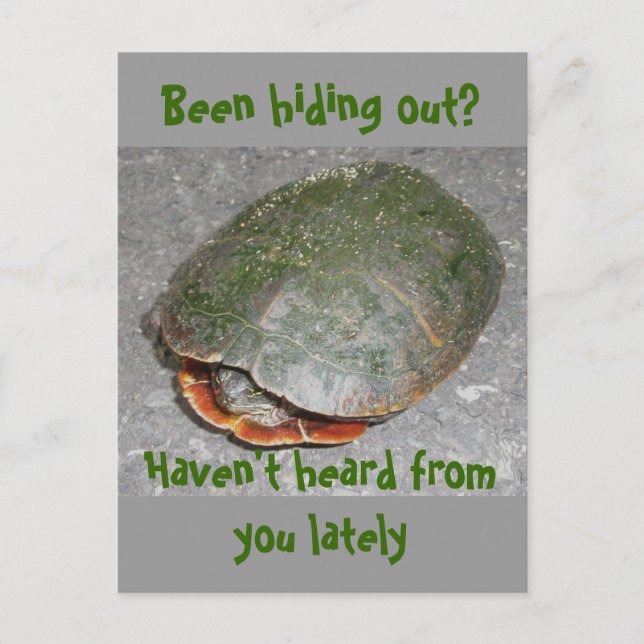 Tortue Peinte S'est cachée ? Carte postale (Devant)
