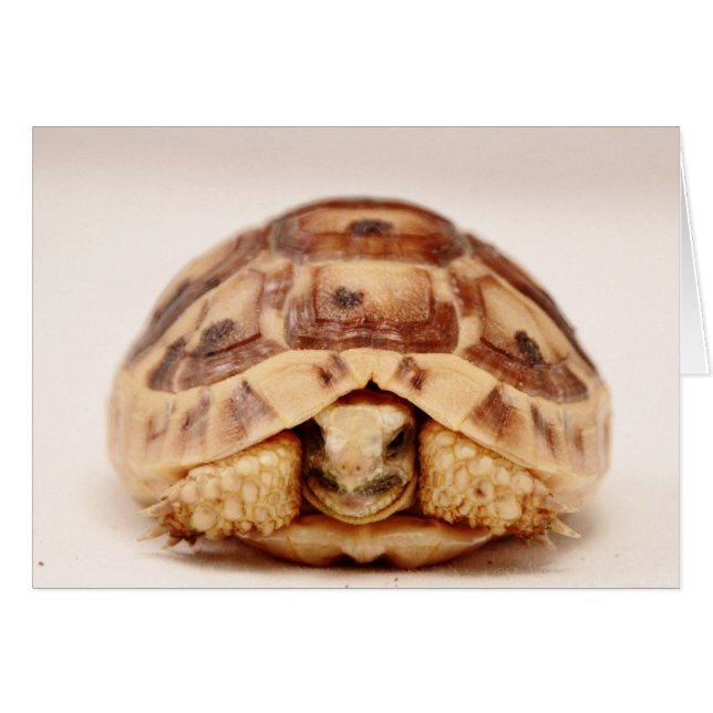 Tortue se cachant en coque (Devant horizontal)