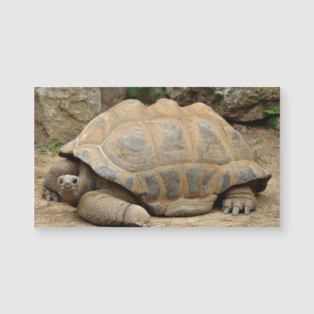 Tortue souriante Vierge (Devant)