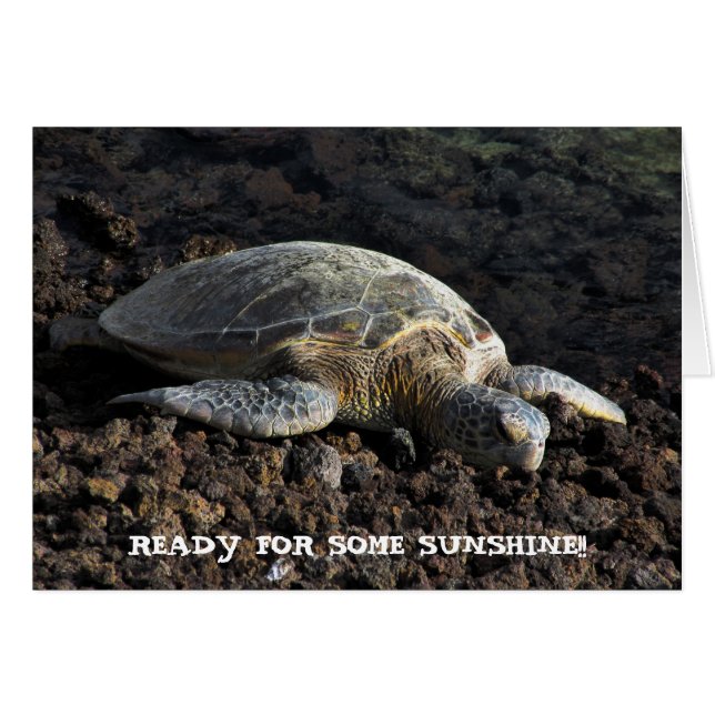 Tortue sur la lave (Devant horizontal)