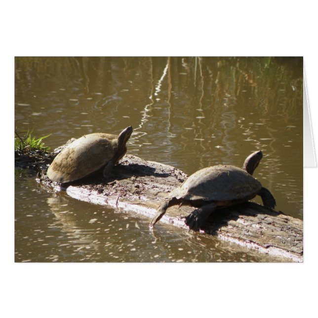 Tortues (Devant horizontal)