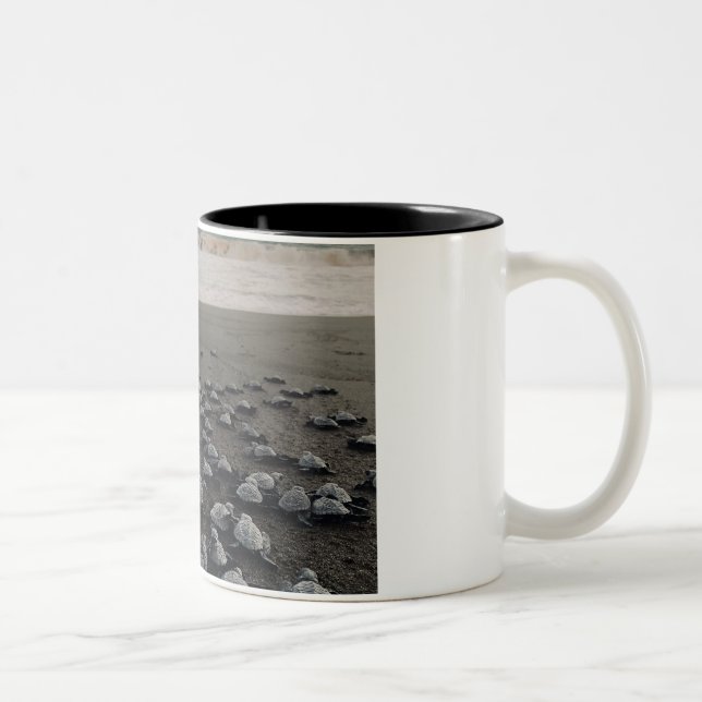 Tortues Café Mug (Droit)