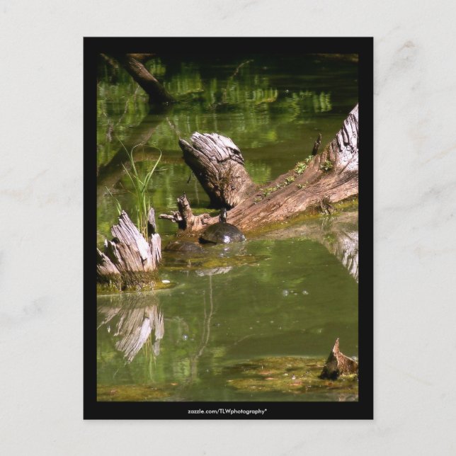 Tortues - carte postale (Devant)