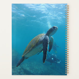 Tortues de mer et reptiles Animaux sauvages Photog
