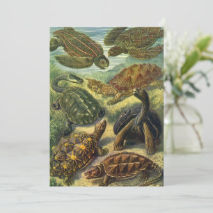 Tortues de mer vintages de Terre par Ernst Haeckel