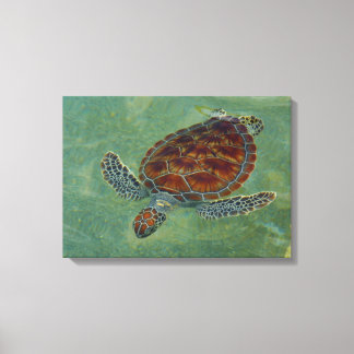 Tortues en toile