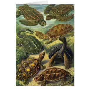 Tortues terrestres et tortues marines vintage par 