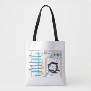 Tote Bag Diagramme de la respiration cellulaire Glycolyse G
