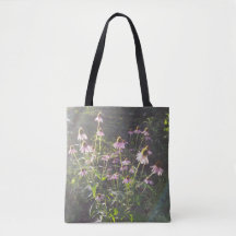 Fleurs d'échinacée au soleil