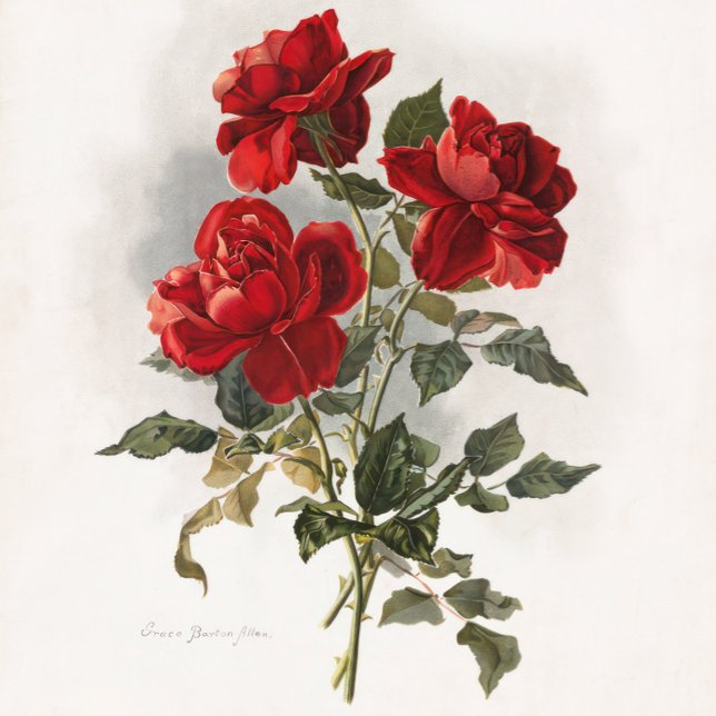 Tote Bag Rose rouge, Roses romantiques. (Roses, Valentine  gift, Anniversary Gift, Love of Roses.)