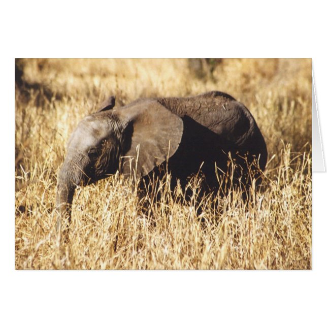 Toto Tembo (éléphant de bébé) (Devant horizontal)