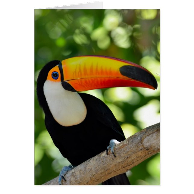 Toucan (Devant)
