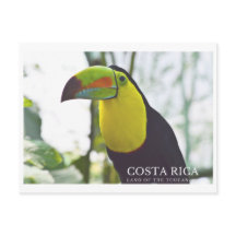 Toucan au Costa Rica carte postale souvenir
